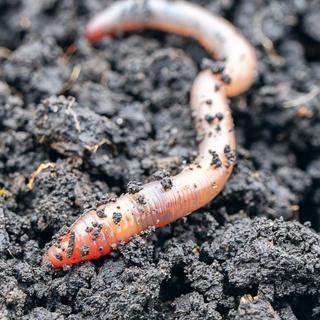 O essencial do jardim, proteger! © metelevan, Adobe Stock