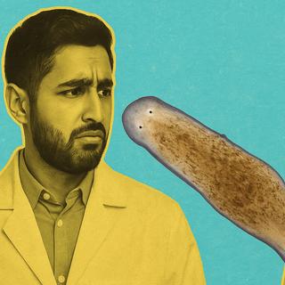 Alguns platelmintos Stenostomum brevipharyngium resultantes de reprodução assexuada apresentam uma anomalia de desenvolvimento que leva à formação de duas cabeças. © Michael Levin / Centro Tufts de Biologia Regenerativa e do Desenvolvimento