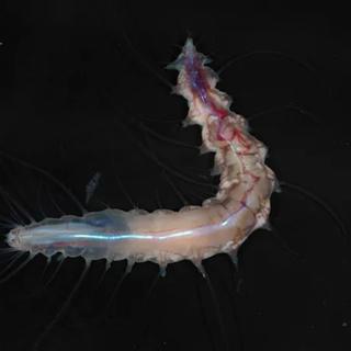 O verme poliqueta Dalhousiella yabukii vive simbioticamente dentro de uma esponja de vidro potencialmente nova para a ciência, descoberta durante uma exploração em alto mar ao largo do Japão que também revelou muitas outras espécies desconhecidas. © Fundação Nippon/Jamstec Nekton Ocean Census