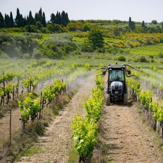 A contaminação dos residentes locais com pesticidas é maior perto das vinhas, segundo o estudo PestiRiv, realizado em conjunto pela Public Health France e pela ANSES. © Yannick Martinez, Shutterstock.com