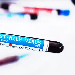 Pourquoi le&nbsp;virus du Nil a-t-il autant circulé en France cet été 2026 ? Peu d'explications encore à ce jour pour expliquer son extension. © Mauro Rodrigues, Adobe Stock
