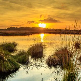 As zonas húmidas absorvem gases com efeito de estufa quando estão saudáveis, mas libertam metano quando estão sobreaquecidas. © herbert2512, Pixabay