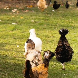 Na agroecologia, os métodos de avicultura estão sendo repensados, priorizando principalmente o acesso dos animais ao ar livre para torná-los mais resistentes aos patógenos. © Whitneyruth, Shutterstock