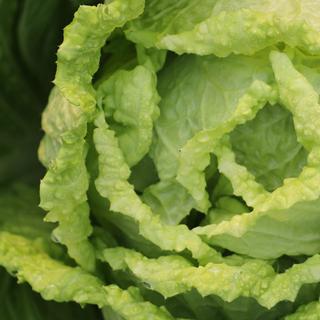 De la laitue, du chou chinois ou des tomates pourraient bientôt être cultivés à bord de la Station spatiale internationale (ISS). © johennlee, Pixabay, CC0 Creative Commons