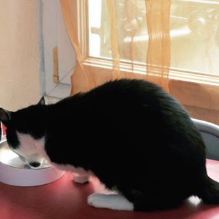 Distribuidor automático de ração para gatos: uma solução prática para gerenciar refeições e porções diárias, mesmo quando você estiver ausente. © Richard Villalon, Adobe Stock