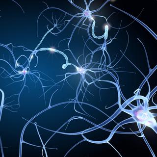 Des scientifiques ont identifié des neurones qui s'activent lorsque le cerveau crée la mémoire. © Alexandr Mitiuc, Adobe Stock
