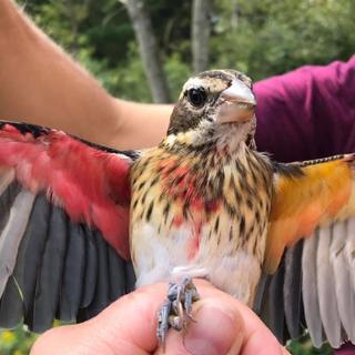 Este grosbeak de peito rosa apresenta cada uma das duas cores distintas de ambos os sexos. Seu lado direito parece masculino, enquanto o lado esquerdo tem características femininas. © Annie Lindsay, Museu Carnegie de História Natural