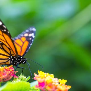 Le papillon monarque, migrateur de l'extrême