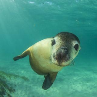 « Bonjour humanité ! Seras-tu capable de restaurer la vie des mers et des océans en une trentaine d&#39;années ? J&#39;ai lu sur Futura que c&#39;était possible... » © Richard Carey, Adobe Stock