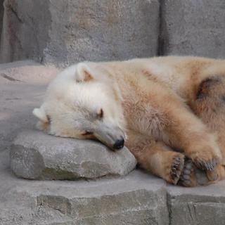 Le terme « pizzly » est un mot-valise obtenu en combinant « grizzly » et « polaire ». Cet animal est aussi nommé prizzly, grolaire&nbsp;ou grolar… Et est déjà affublé d'un nom scientifique, à savoir Ursus pizzlii. © Stefan David, CC by-sa&nbsp;2.0, Flickr