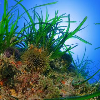 L'impact des mgots de cigarettes sur les milieux marins