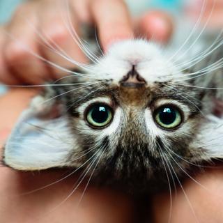 Existem cerca de cinquenta raças de gatos reconhecidas. © Uzhursky, Adobe Stock