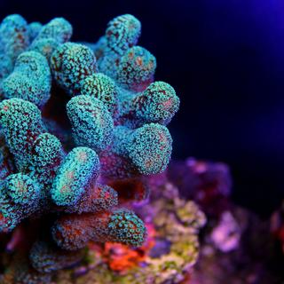 Les récifs coralliens subissent de plus en plus de blanchissement, en raison du dérèglement climatique. © Kolevski.V, Adobe Stock