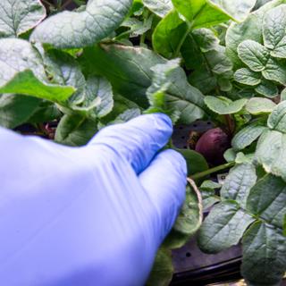 Experimentos sem gravidade: a horta dos astronautas na Estação Espacial Internacional