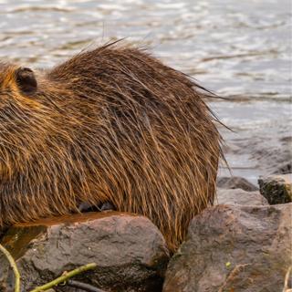 O coypu é um roedor nocivo e sem predadores naturais. ©Maciej Bonk, Adobe Stock