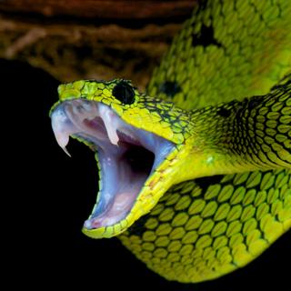 Les morsures de serpents sont toujours une source d'inquiétude en raison de l'inoculation potentielle de venin. Une connaissance préalable des premiers gestes à adopter en cas de morsure permet de gérer au mieux ces situations d'urgence. © mgkuijpers, Adobe Stock