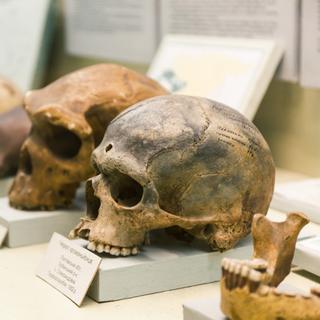 Quelques crânes humains sont exposés au Museum national des sciences naturelles de Kyiv, en Ukraine. © Andrii Zastrozhnov, Shutterstock