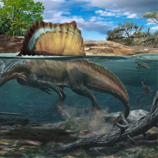 Vue d'artiste de Spinosaurus chassant un poisson-scie tout en nageant grâce à ses pattes palmées, sa queue en forme de nageoire et son importante densité osseuse. © Davide Bonadonna