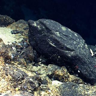 Uma colônia de Chrysogorgia sp. observado in situ com o robô teleoperado Deep Discoverer. Esta foto foi tirada a uma profundidade de 2.542 metros no monte submarino Physalia, no noroeste do Atlântico. © NOAA Programa Okeanos Explorer, Nosso quintal em águas profundas: explorando cânions e montes submarinos do Atlântico 2014
