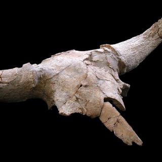 Un crâne de bison retrouvé dans une grotte espagnol témoigne du comportement symbolique&nbsp;de Néandertal. © Baquedano et al. 2023, Nature human behaviour, CC&nbsp;by-sa 4.0