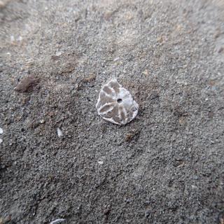 Fóssil de ouriço-do-mar em estrato sedimentar. © Guilhem Amin Douillet, immaggeo.egu.eu, CC by-sa 3.0