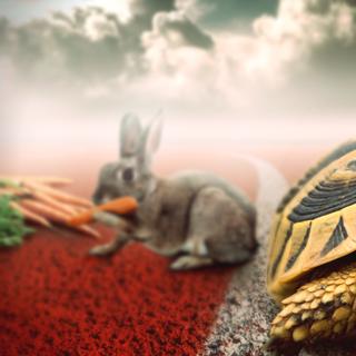 Une fois encore, il semblerait que les espèces marines soient plus aptes à gagner la course. Bien que certaines tortues soient entièrement terrestres. © Funstarts33, Adobe Stock