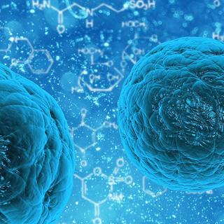 Le fantastique pouvoir des cellules souches