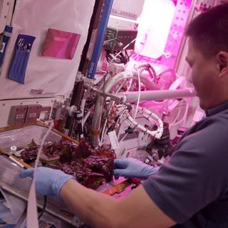 Une salade extraterrestre dégustée à bord de l&#39;ISS