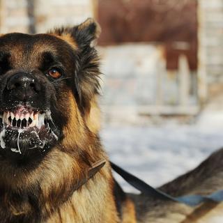 Raiva, uma doença ainda muito difundida no mundo