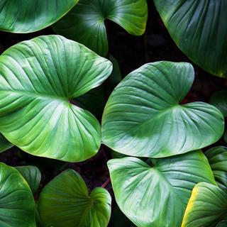  la photosynthèse, ou comment les plantes produisent de l'oxygène
