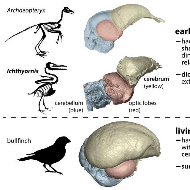 Les ancêtres des oiseaux vivants auraient eu une forme de cerveau très différente de celle des autres dinosaures. © Christopher Torres, Université du Texas, Austin, États-Unis