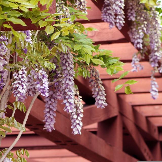 Indispensables protections contre les canicules estivales au jardin. © debannja, Pixabay