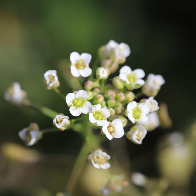Les scientifiques ont utilisé la plante modèle Arabidopsis thaliana pour ces expériences. © 俊朗 浅川, Adobe Stock