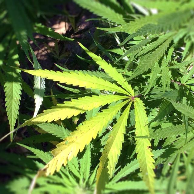 Le cannabis accroît le risque de maladies cardio-vasculaire chez les consommateurs. © Nida