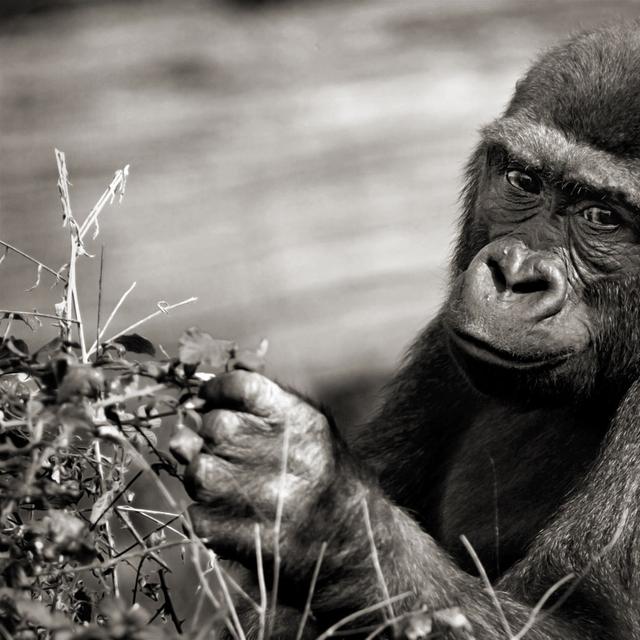 Des lectures de fin d’année pour toutes les envies avec Futura-Sciences ! © Gorilles, portraits intimes, Sébastien Meys, éditions Le Pommier