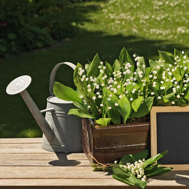 Cartes 1er mai du muguet pour envoyer un brin de bonheur — free download