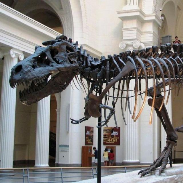 Sue, le T-rex du musée de Chicago, l’un des plus grands carnassiers de tous les temps. © Steve Richmond, Wikimedia Commons, cc by 2.0