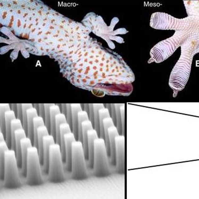 Le pouvoir adhérent des pattes de gecko modélisé — free download