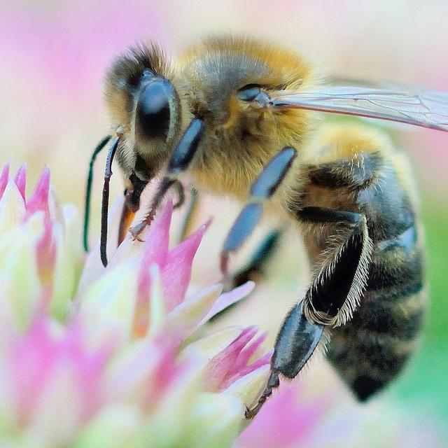 Lorsqu’elle pique un être humain, l’abeille se condamne sans le savoir à une mort certaine. © Bernard Ruelle, Flickr, CC by-nc-nd 2.0