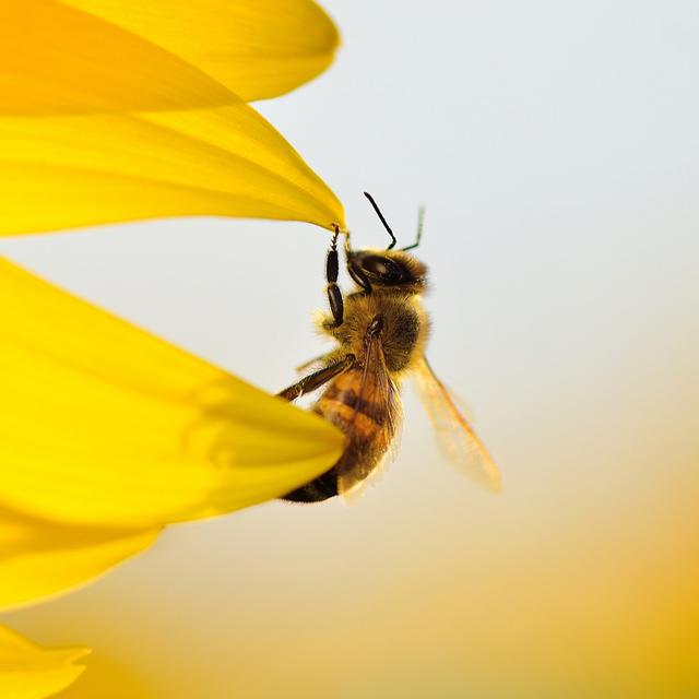 Si l’abeille se sent agressée, elle pique. Alors, pour éviter le pire, les apiculteurs ont recours à la méthode de l’enfumage des ruches. © Stanislav Samoylik, Shutterstock