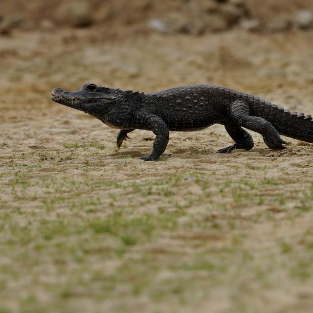 Osteolaemus tetraspis, unique représentant du genre Osteolaemus, est une espèce de crocodiliens de la famille des Crocodylidae. Il s'agit d'une espèce très dangereuse.&nbsp;Quels sont les autres animaux les plus dangereux pour l'Homme ? © Miroslav, Adobe Stock