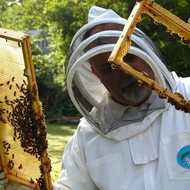 Voile, combinaison, gants : pour l’apiculteur, mieux vaut prendre quelques précautions avant d’aller travailler à la ruche et s&#39;habiller en blanc. © BusinessHelper, Pixabay, DP