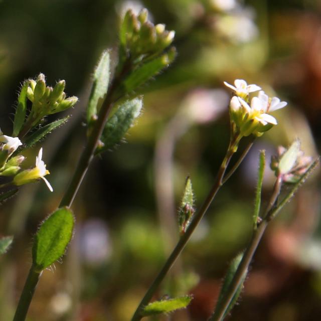 Arabidopsis thaliana&amp;nbsp;est une plante modèle en biologie végétale. © lehic, Adobe Stock