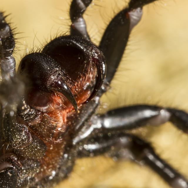 Représentant de l&#39;espèce Atrax robustus en position défensive. © Ken, Adobe Stock