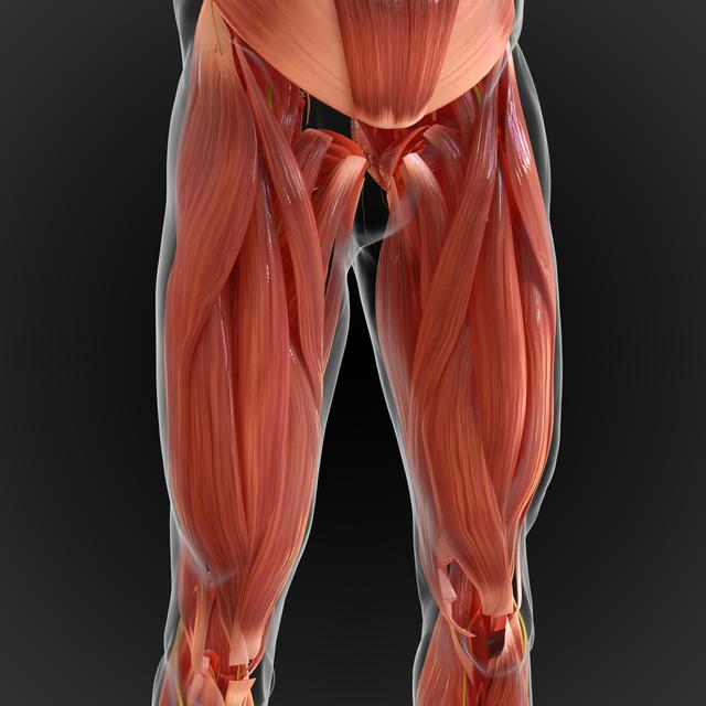 Définition | Biceps fémoral : qu'est-ce que c'est ? | Futura santé