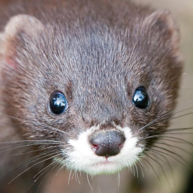 Selon les estimations de 2017, il ne resterait plus que 250 visons d’Europe en France. L’espèce est en danger critique. © Christian Maurer, Fotolia