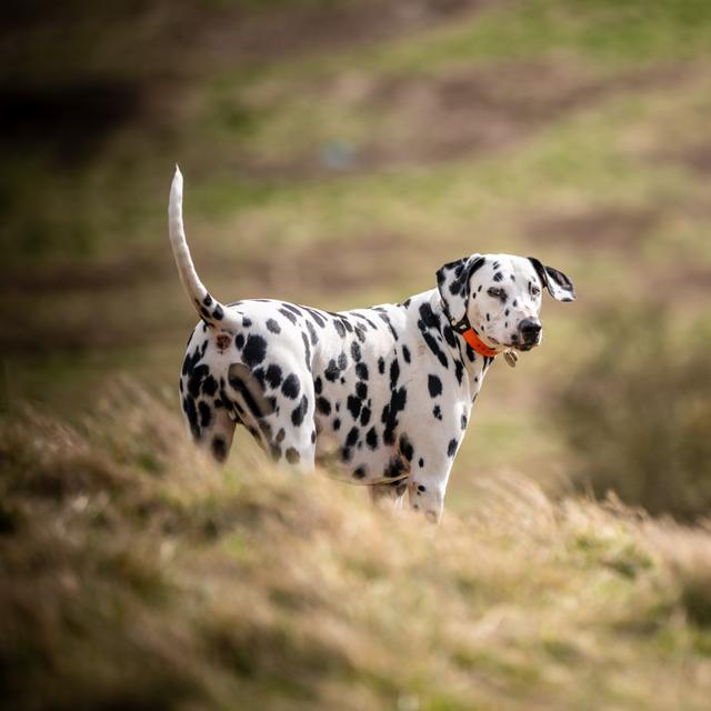 En 2014, une étude suggérait déjà que les chiens utilisaient la magnétoréception... afin de faire leurs besoins selon l&#39;axe magnétique nord-sud. © SAJ, Adobe Stock