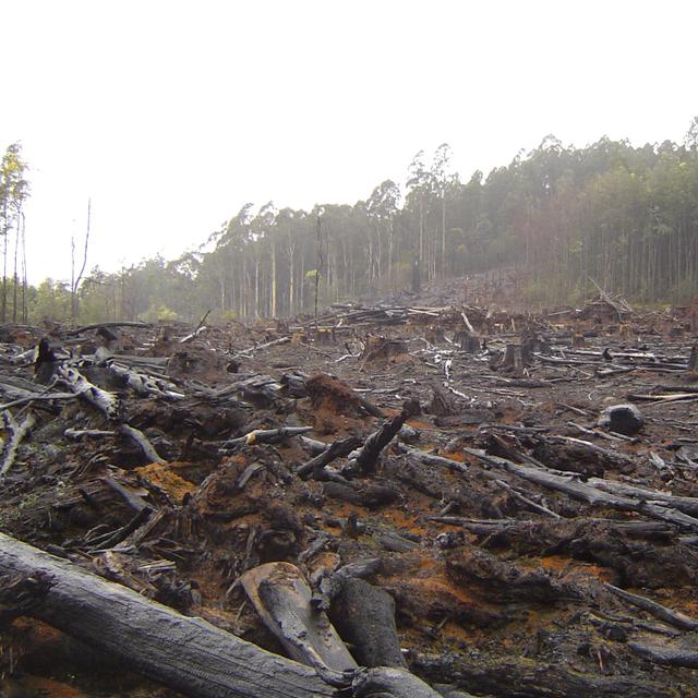 La d&eacute;forestation menace la plan&egrave;te. Elle provoque des &eacute;missions de gaz &agrave; effet de serre et une perte significative de la biodiversit&eacute;. &copy; crustmania/Flickr