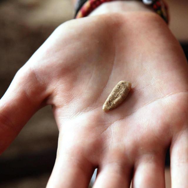 Cette incisive appartenait à un membre de la famille Homo qui vivait déjà en France non loin de Tautavel, il y a 550.000 ans. S&#39;agit-il d&#39;un reste attestant l&#39;existence du cannibalisme que l&#39;on soupçonne chez l&#39;homme de Tautavel depuis quelque temps déjà ? © Denis Dainat, EPCC-CERP Tautavel