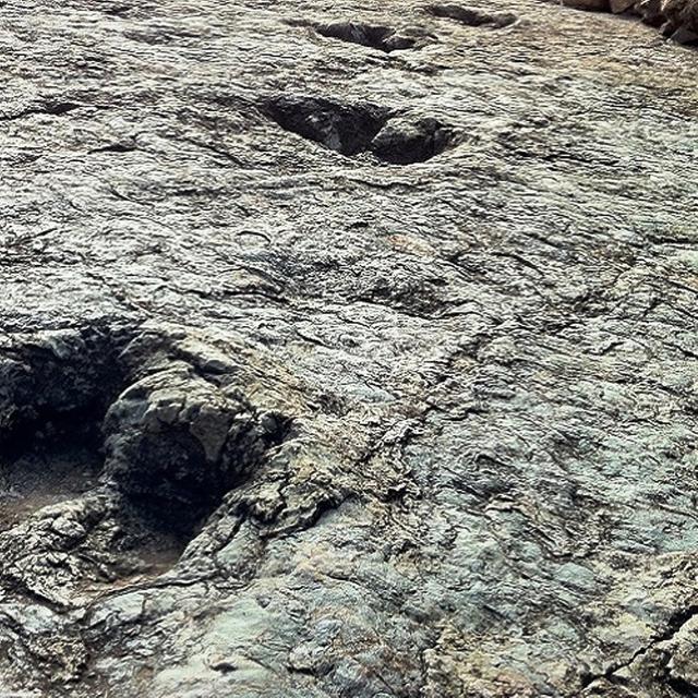 Les empreintes de dinosaures datant du Crétacé supérieur sont très communes près de la capitale administrative de la Bolivie, Sucre. Celles montrées sur cette photo proviennent du site de Niñu Mayu, voisin de celui où vient d&#39;être trouvée une empreinte de pas d&#39;un abélisaure. © www.sucrelife.com